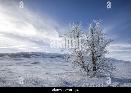 A frost covered tree in a snowy field under a blue sky south of Reardon, Washington Stock Photo