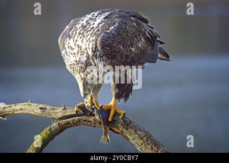 A juvenile bald eagle perched on a branch bites into a fish it just caught in north Idaho Stock Photo