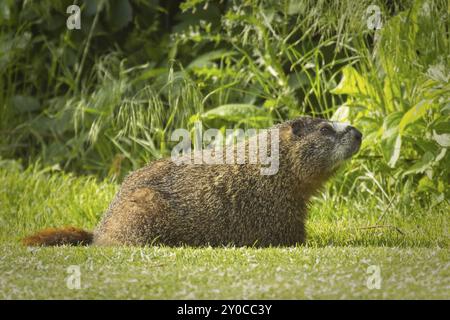 A yellow bellied marmot rests on the grass of a golf course in Twin Falls, Idaho Stock Photo