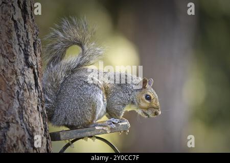 A cute little squirrel is perched on a little tree platform in Rathdrum, Idaho Stock Photo