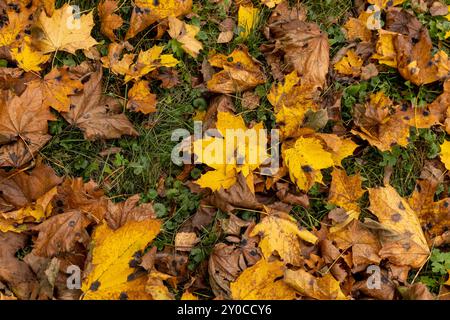 Orange maple foliage after wind and leaf fall , different shades of yellow and orange maple foliage on the ground in cloudy weather Stock Photo