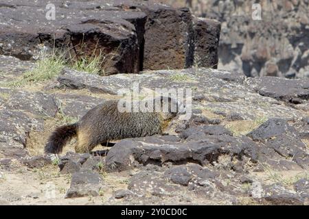 A cute yellow bellied marmot walks among the rocks in Twin Falls, Idaho Stock Photo