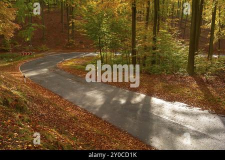 Sun illuminates a winding road leading through an autumnal forest with colourful foliage and tall trees, Altenbuch, Miltenberg district, Spessart, Bav Stock Photo