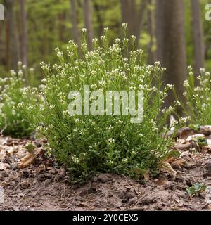 Large plant of a Cardamine hirsuta with leaves and flower on the forest floor against a blurred background Stock Photo