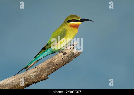 Blue-tailed bee-eater Merops philippinus near passerine bird in Meropidae distributed across South and Southeast Asia, colorful bird breeding colonial Stock Photo