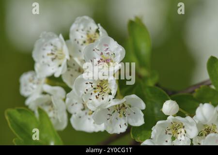 Flowers of a common hawthorn or single-seeded hawthorn bush (Crataegus monogyna) . Eingriffeliger Weissdorn, Crataegus monogyna Stock Photo