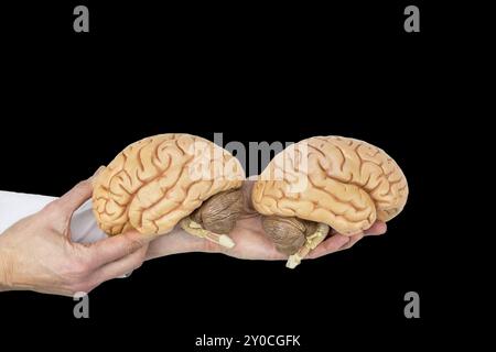 Hands hold human brains model isolated on black background Stock Photo