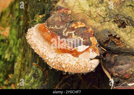 Tinder fungus, Tinder Fungus 04 Stock Photo