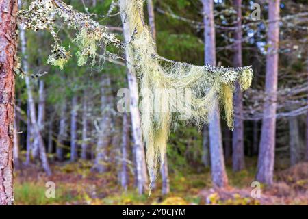 Coniferous forest with Beard lichen on a tree branches Stock Photo