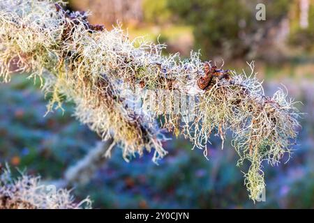 Close up at growing lichens on a tree branch in the nature Stock Photo