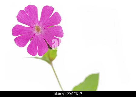 Red campion (Silene dioica) on a white background Stock Photo