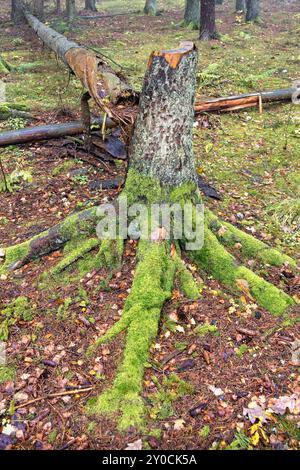 Fallen tree with green moss in a woodland Stock Photo