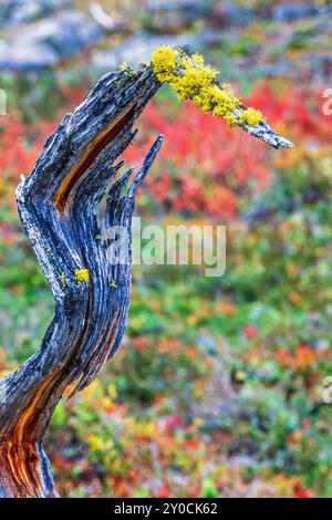 Wolf lichen on a tree stump in the woodland at autumn Stock Photo