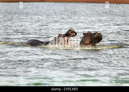 Fighting hippos in Kruger National Park Stock Photo