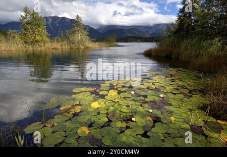 Water lily flowers on alpine lake in Bavarian Alps, Germany, Europe Stock Photo