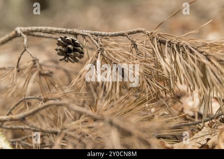 Single old pine cone hangs between dry pine needles on a branch on the forest floor and blurred background with text space Stock Photo