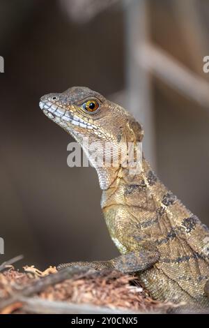 Common basilisk (Basiliscus basiliscus) adult female, Osa Peninsula, Puntarena Province, Costa Rica, Central America Stock Photo