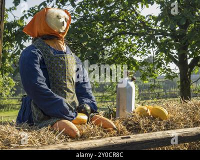 Autumn decoration with scarecrow made of straw and pumpkins on hay bales, green trees in the background, borken, muensterland, Germany, Europe Stock Photo