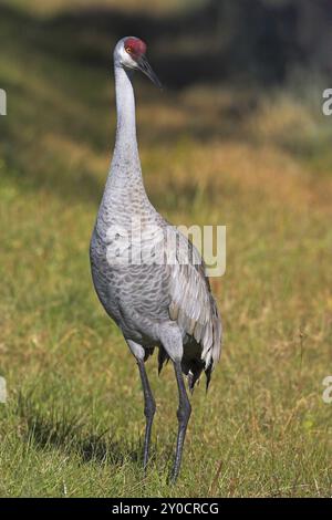 Sandhill crane (Grus canadensis), Venice Landfill, Venice, Florida, USA, North America Stock Photo