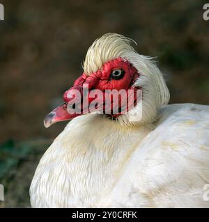 a close up portrait of the head of a muscovy duck, cairnina moschata. It has white feathers and a red face. No people and space for text copy Stock Photo