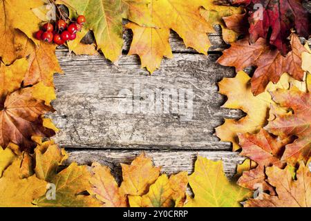Autumn frame from ashberry and maple leaves on wooden background Stock Photo