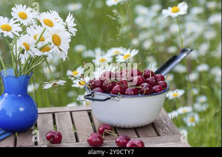 Beautiful old kitchen sieve or colander filled with freshly rinsed sweet cherries from our own harvest. The colander stands on a garden table with a b Stock Photo