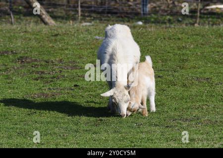 White German she-goat in the pasture. Young goat with the mother in the pasture in spring Stock Photo