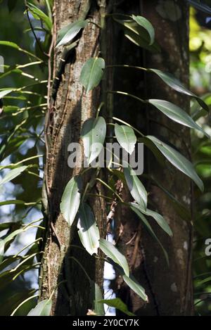 Epiphytes in a tropical rain forest Stock Photo