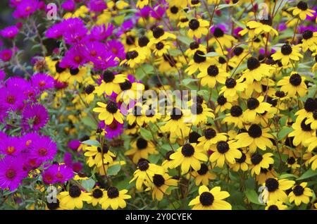 Sun hat and asters, black-eyed Susan and aster 01 Stock Photo