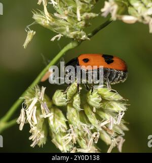 Side view of a small red ant leaf beetle on a leaf in front of a blurred green background Stock Photo