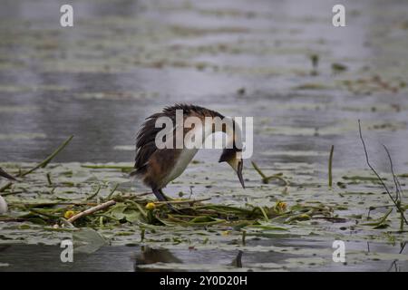 Great Crested Grebe, Podiceps Scalloped ribbonfish, great crested grebe Stock Photo