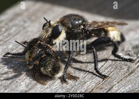 Yellow murder fly or yellow robber fly with a bumblebee as prey. The insect is sucked out by the hunter. Yellow black hairs cover the hunter. Macro Stock Photo