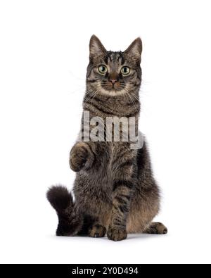 Handsome house cat with tabby pattern, sitting up facing front reaching out paw like shaking hands and saying hi. Looking straight to camera. Isolated Stock Photo