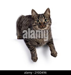A common tabby cat looking straight into the camera lens Stock Photo ...
