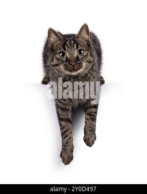 A common tabby cat looking straight into the camera lens Stock Photo ...
