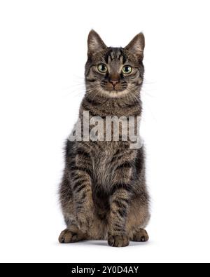 A common tabby cat looking straight into the camera lens Stock Photo ...