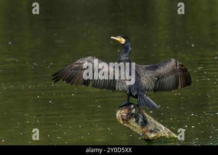 Great cormorant (Phalacrocorax carbo) sits on branch and dries its wings on the wind. Stock Photo