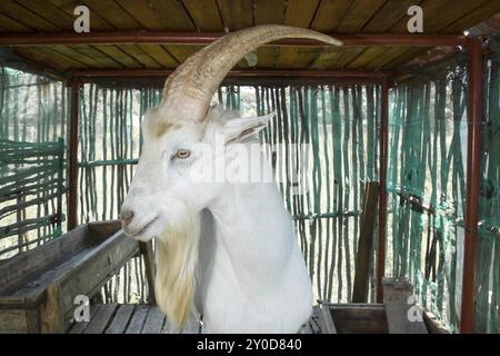 Saanen billygoat standing in his stables, looking towards the viewer while diplaying his big horns and long white beard Stock Photo