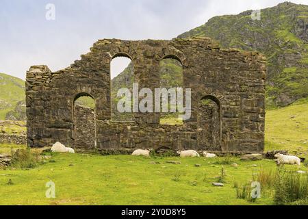 The ruin of Capel Rhosydd near Blaenau Ffestiniog, Gwynedd, Wales, UK, with some sheep resting Stock Photo