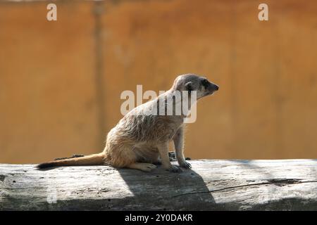 Meerkat is taking a break from playing with its friends and sitting on a log, enjoying the sun Stock Photo