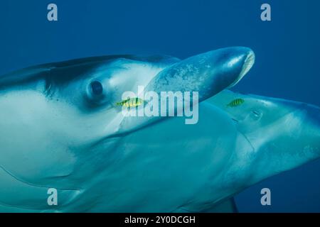 Reef manta ray, Mobula alfredi, and yellow pilotifsh, Yap, Micronesia. This species was previously Manta alfredi. Stock Photo