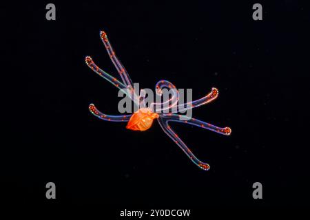 This is gastropod veliger larva stage of a tonnoid snail. It is the second stage of a larva of a mollusk that will develop into a tonnoid snail. Photo Stock Photo