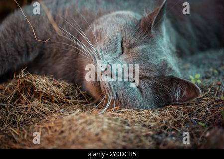 British shorthair cat with eyes closed sleeping relaxed in garden grass. Domestic cat is napping. Calm fluffy kitty is stretching out. Sweet dreams. Stock Photo