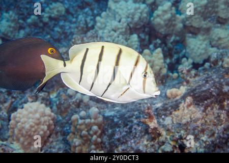 Convict surgeonfish, Acanthurus triostegus, are also known as convict tangs, Hawaii. Stock Photo