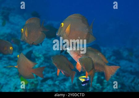 Surgeonfish and parrotfish gather at the cleaning station to be inspected by an endemic Hawaiian cleaner wrasse, Labroides phthirophagus, who will rem Stock Photo