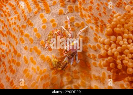 Porcelain crabs, Neopetrolisthes maculatus, are commensal in sea anemones, off the island of Yap, in the Federated States of Micronesia. Stock Photo