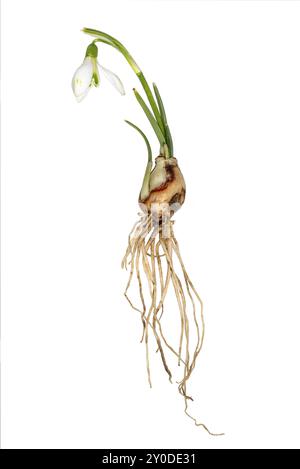 Complete single snowdrop with flower, leaves, roots and bulb cropped on white Stock Photo