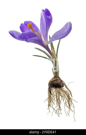 Whole plant of a purple crocus with bulb and roots cropped on white Stock Photo