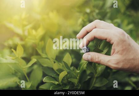 Closup on farmer hand holding and presenting single blueberry berry on bush background. Picking ripe blueberry from shrub at garden or fruit farm fiel Stock Photo