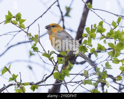 Pine Grosbeak (Pinicola enucleator), adult female, perched on Birch tree branch, May, Finnish Lapland Stock Photo